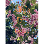 Silky's Fan-Group