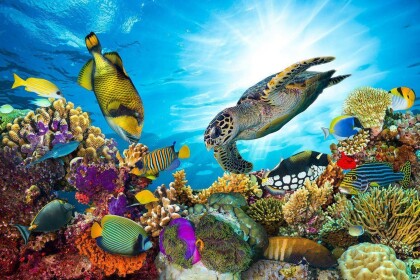 Aquatic Plaza! FULL RELEASE!