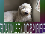 Official Fan club of all doggies and puppies