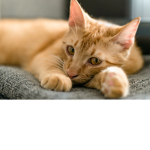 kitty cats group :) :)