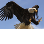 Great Eagle Empire