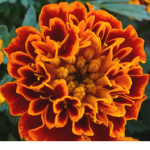 Marigold Orphanage