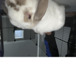 Ayaan’s pet s name is suger