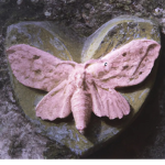 Melanie’s Moth’s