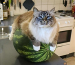 Cat fąns