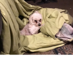 Dogs are so cuteeeee