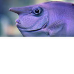 You smell like fish