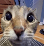 Silly cat water melon