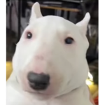 neonplayz grop