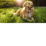 Doggy Dream