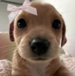 bubbly butterflies!!
