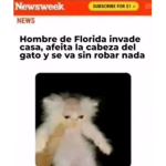 Los gatos son bonitos y graciosos