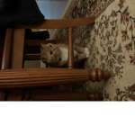 Puppy and kitty group (animals)