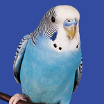 if you like brids join