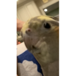 Nico Group (Cockatiel)