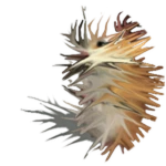 Spiky Chomik