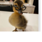Ducky Clothes Store