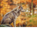 Wolf X Horse