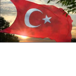 GOLD KRAL