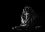 Shadow Lion Army