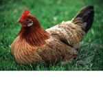 The ChickenSquads