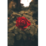 Blue_roses official squad