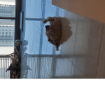 돼지들만 환영