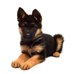 Pet's Fan Group