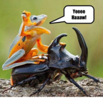 Beetle ‘ nose Clan