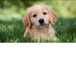 robux bobux dog
