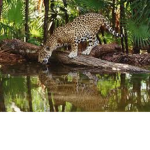 Jaguar Club YASSSSSSSSS