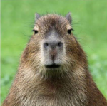 CAPYBARA FAMILY CLUB