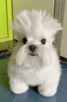 el skibidigrupo Group Thumbnail