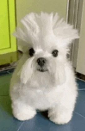 el skibidigrupo Roblox group icon