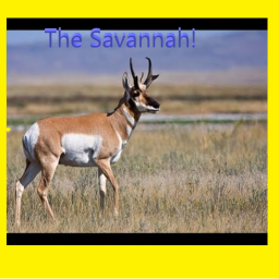The Savannah