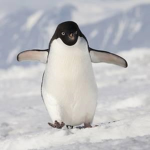 Empire of Antarctica
