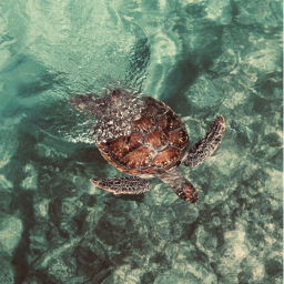 turtles