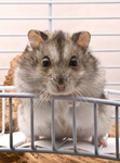 HAMSTER MAYHEM