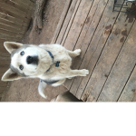 My best friend is a husky