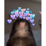 Meow meows :>