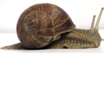 The Official Wonky Snails
