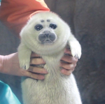 online seal club