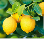 X Lemon X