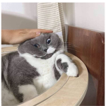 TimelessSphinx