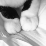 Pawz's group