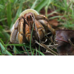 The Heroic Hermit Crabs