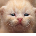 potato cat tomato