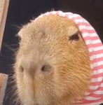 Capybara Group 12345