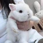 ひ bunnies