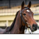Clover Stables And Adoption Group